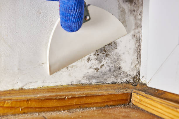 Best Airborne Mold Testing  in Lake Shore, MD