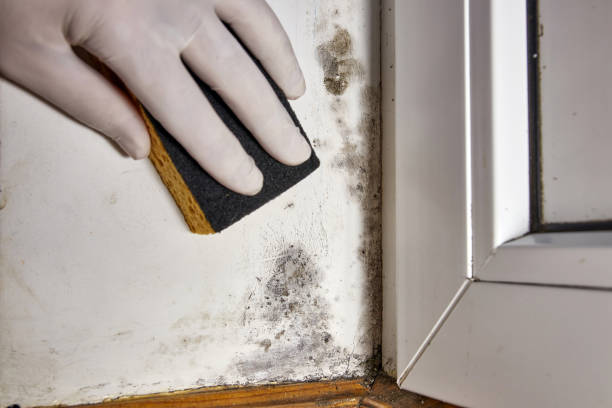 Best Real Estate Mold Inspection  in Lake Shore, MD